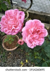 Beautiful Pink Color Rose In Garden 