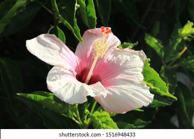 Beautiful Pink Colour Hibiscus At Samoa. Hibiscus Is A Genus Of Flowering Plants In The Mallow Family, Malvaceae. 