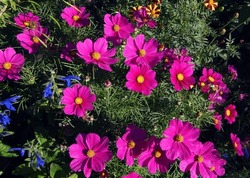         Beautiful Pink Cosmos Flowers In The Garden                       