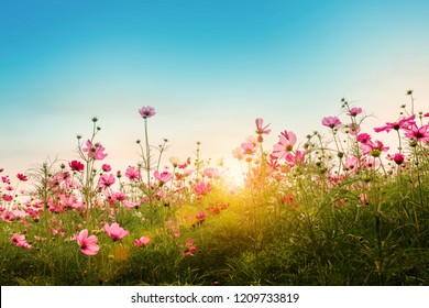 Beautiful pink cosmos flowers in garden at Jim Thompson Farm, Thailand. Mexican diary. Vintage color tone style. - Shutterstock ID 1209733819