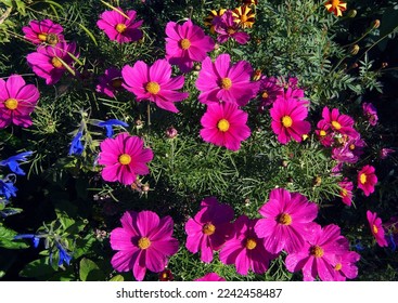         beautiful pink cosmos flowers in the garden                        - Powered by Shutterstock