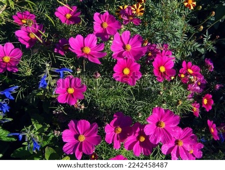         beautiful pink cosmos flowers in the garden                       