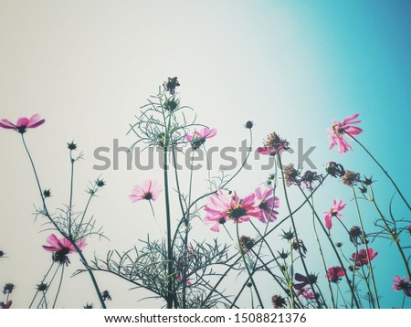 Similar – Image, Stock Photo Cosmea blossoms in late evening light, vintage mood, flowers