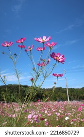 Beautiful Pink Cosmos In The Sunny Blue Autumn Sky