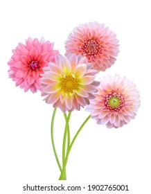 Beautiful pink dahlia bunch isolated white