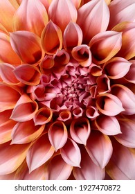 Beautiful Pink Dahlia Flower Close Up