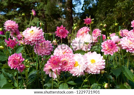 Beautiful pink dahlia in garden.
A picture of the beautiful pink dahlia.