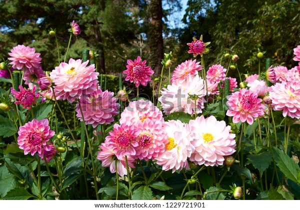 Beautiful pink dahlia in garden.\
A picture of\
the beautiful pink\
dahlia.