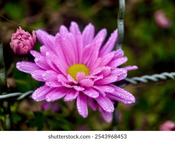 A beautiful pink daisy flower with beautiful dew drops - Powered by Shutterstock