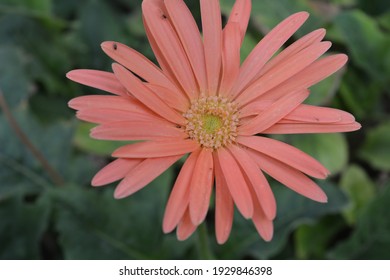 Beautiful Pink Daisy Macro Photography