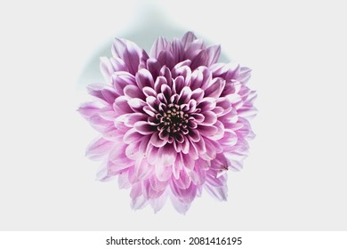 Beautiful pink daisy on the white background isolated