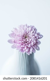Beautiful pink daisy on the white background isolated