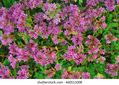 Beautiful Pink Dragons Blood Stonecrop Sedum Stock Photo Edit Now