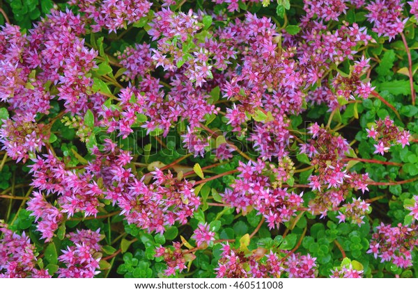 Beautiful Pink Dragons Blood Stonecrop Sedum Stock Photo Edit Now