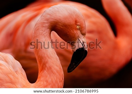 beautiful pink flamingo fineart portrait closeup
