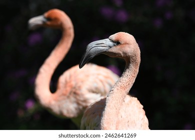 a beautiful pink flamingo, looking very attentively, in the background with blur effect, out of focus, another flamingo, both in front of a dark background

