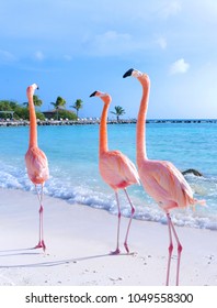 Beautiful pink flamingo on the beach