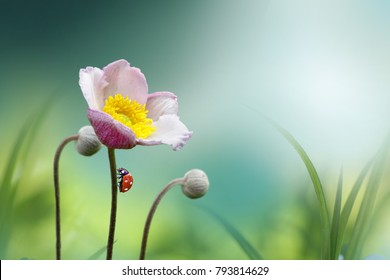 Beautiful pink flower anemones fresh spring morning on nature with ladybug on blurred soft blue green background, macro. Spring template, fabulous elegant amazing artistic image - Shutterstock ID 793814629