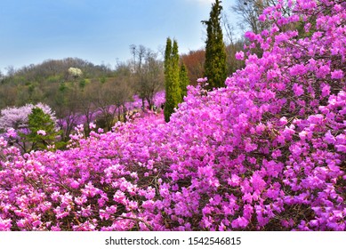 Beautiful Pink Flower Azalea Festival