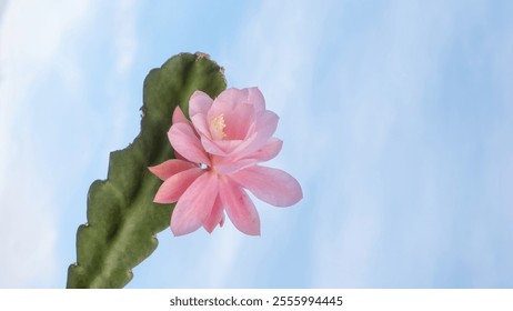 Beautiful pink flower blooming against a clear sky in bright daylight - Powered by Shutterstock