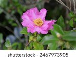 The beautiful pink flower of Camellia sasanqua 