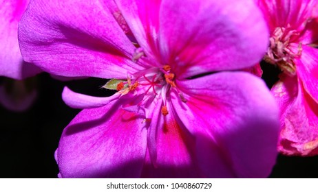 Beautiful pink flower close up.