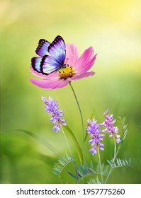 Beautiful pink flower Cosmos bipinnatus and butterfly on natural green-yellow background, close-up, outdoors. Elegant refined image of beauty of nature.