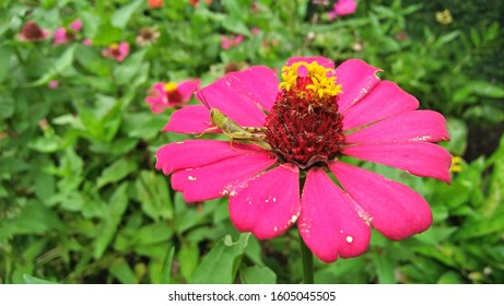 beautiful pink flower and grasshoper - Shutterstock ID 1605045505