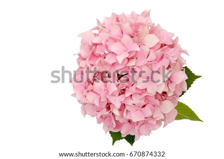 Beautiful pink flower of hydrangea isolated on a white background