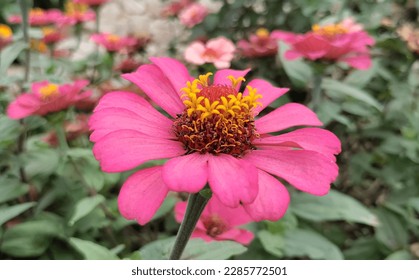 beautiful pink flower and mix yeallow colour 