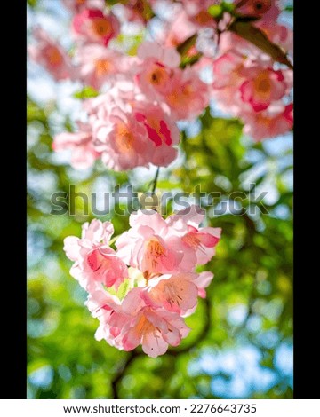 Similar – Foto Bild blühender Zweig einer rosa Kirsche