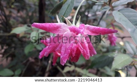 Beautiful pink flower of rose or bunga mawar merah muda wih green leaves in the garden