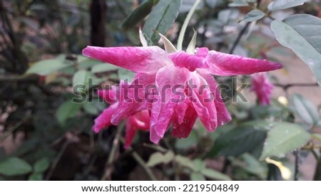 Beautiful pink flower of rose or bunga mawar merah muda wih green leaves in the garden