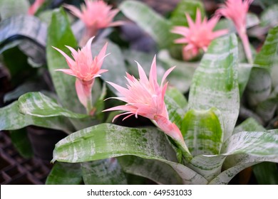 Beautiful Pink Flower Tufted Airplant Farm