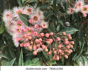 Beautiful Pink Flowering Gum Tree In Australia 