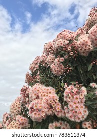 Beautiful Pink Flowering Gum Tree In Australia 