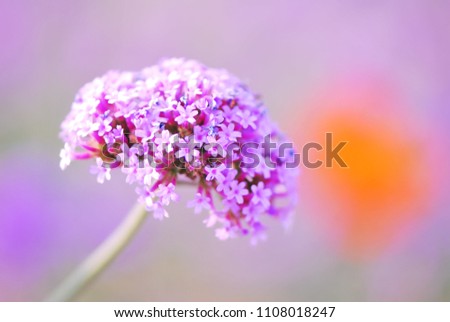 Similar – Lavender, blossom Summer