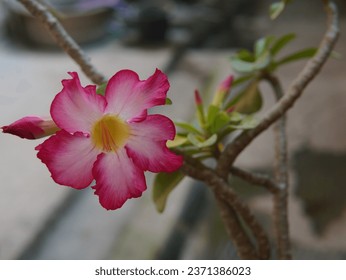 beautiful pink flowers of the Adenium obesum plant or (Desert Rose, Impala Lily, 沙漠玫瑰, 富贵花, Kamboja Jepang)