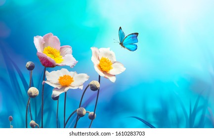 Beautiful Pink Flowers Anemones Fresh Spring Morning On Nature And Flying Blue Butterfly On Soft Blue Background, Macro. Amazing Artistic Elegant Image Of Spring Nature.