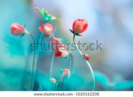Beautiful pink flowers anemones and ladybug in spring nature outdoors against blue sky, macro, soft focus. Magic colorful artistic image tenderness of nature, spring floral wallpaper