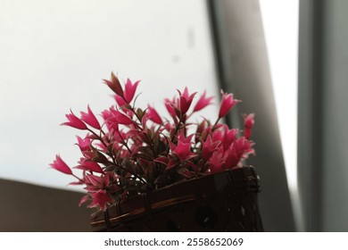 beautiful pink flowers in a bamboo basket placed near the window