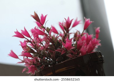 beautiful pink flowers in a bamboo basket placed near the window
