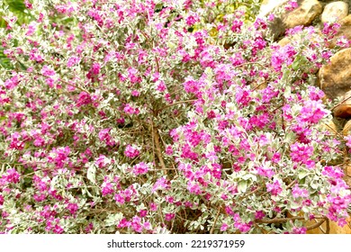 Beautiful Pink Flowers Of Barometer Bush, Purple Sage, Texas Ranger, Silver Leaf, Ash Plant