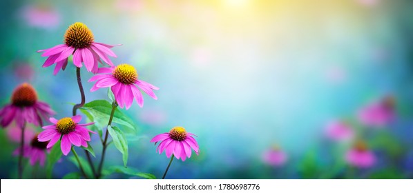 Beautiful Pink flowers Echinacea  close-up on a blurred background. Echinacea Purpurea (Purple coneflower) medicinal plant it is used to strengthen the immune system.