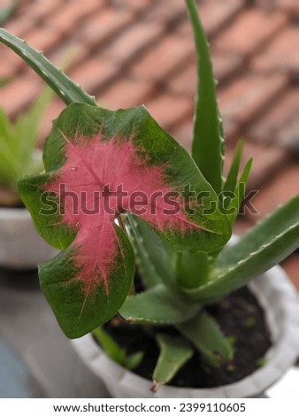 Beautiful pink flowers with green edges on a blurry roof tile background