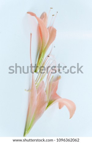 Similar – Image, Stock Photo Palm leaves and tropical flowers frame on white