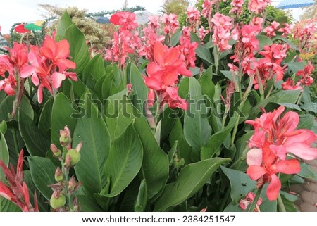 beautiful pink flowers , lily, roses, chili plant.