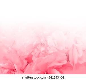 beautiful pink flowers made with color filters - Shutterstock ID 241853404