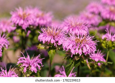 Beautiful Pink flowers of monarda