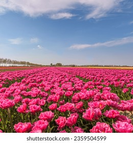 Beautiful pink flowers on flower field with blue sky - Powered by Shutterstock